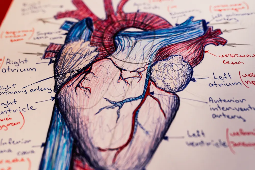 heart-drawing-medical-terminology-of-cardiovascular-system-problems-from-using-blow-coke-yay-snow-powder-white-yayo-hypertension-and-drugs-congenital-heart-disease